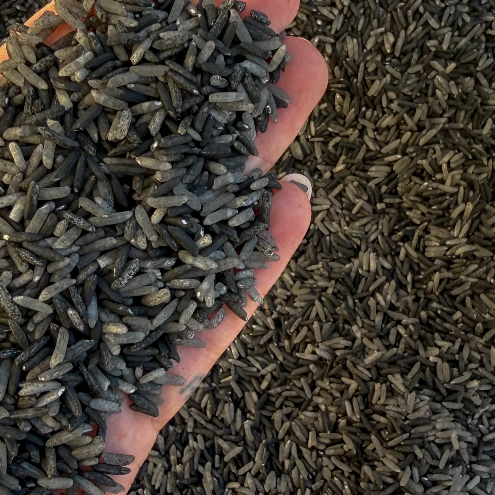 Volcanic Valley Black Rice Sensory Base - Honey Hollow