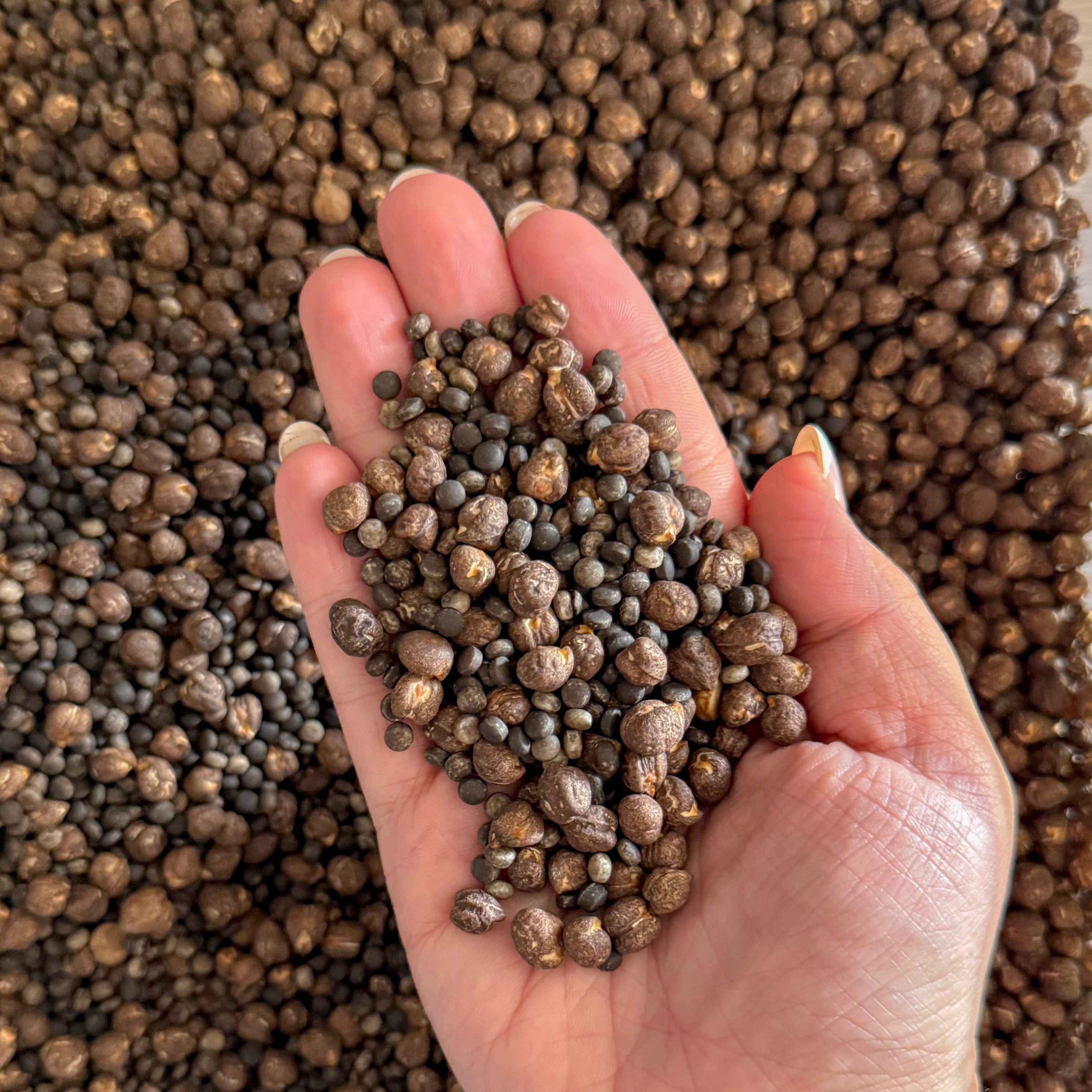 Woodland Soil Texture Blend Sensory Base - Honey Hollow