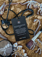 Dinosaur Fossil Discovery Set – Honey Hollow