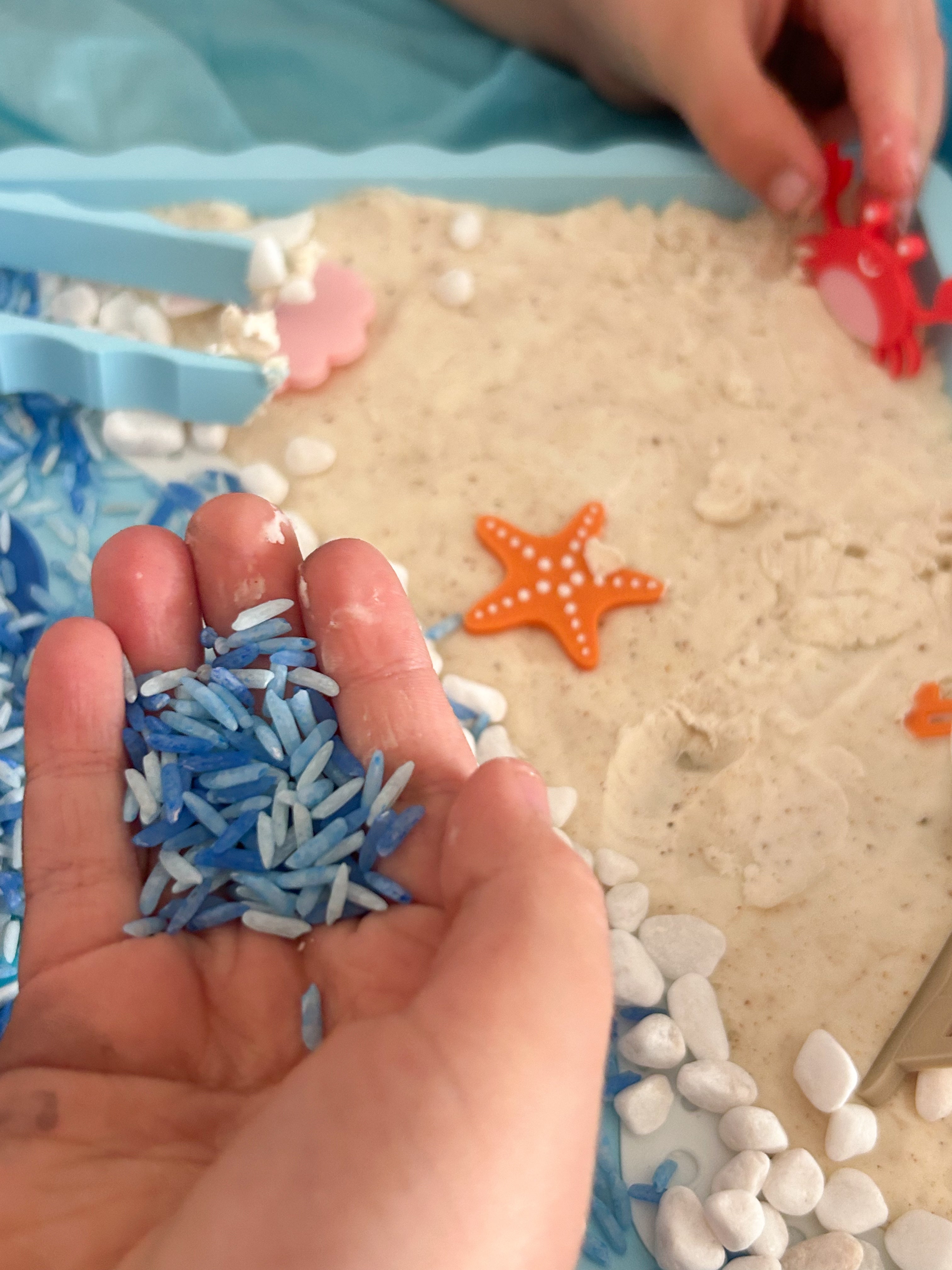 Seashell Shores Explorer Bundle - Honey Hollow