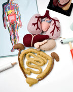 Felt Anatomy Set - Tara Treasures