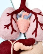 Felt Anatomy Set - Tara Treasures