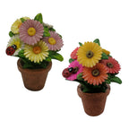 Daisy Pots - Fairy Garden