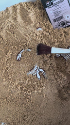 Dinosaur Fossil Discovery Set – Honey Hollow