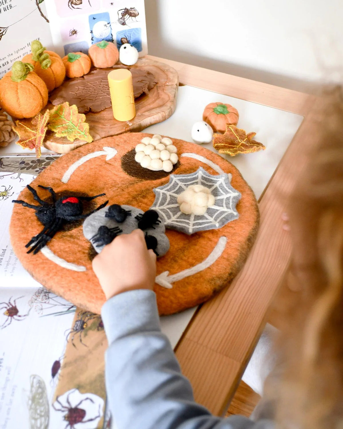 Lifecycle of Redback Spider Felt Set - Tara Treasures